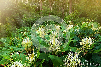Blooming Ginger Lily flowers in a tropical forest Stock Photo