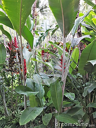 Blooming Heliconia flowers and other vegetation growing in a tropical garden Stock Photo