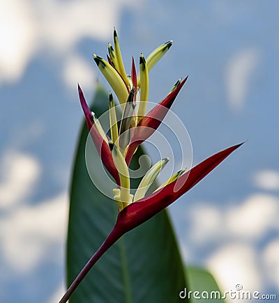 Blooming Heliconia Lady Di Flower Stock Photo