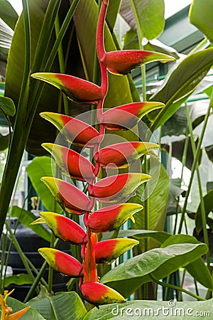 Blooming heliconia pendula Stock Photo