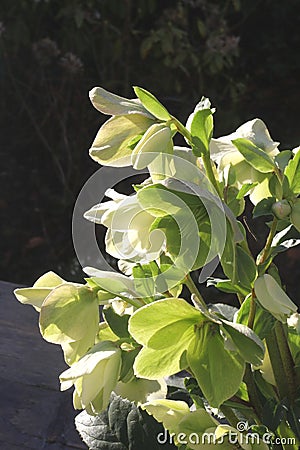 Blooming Helleborus Niger (Hellebore) in winter, Netherlands Stock Photo