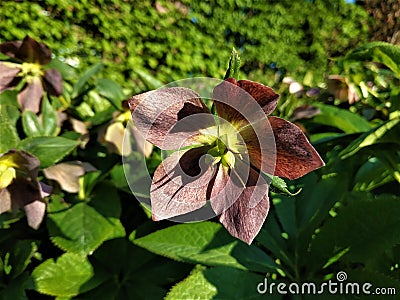 Blooming Helleborus orientalis Red Lady in the sun Stock Photo