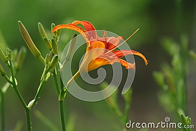 The blooming Hemerocallis is very beautiful Stock Photo