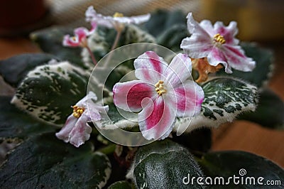 Blooming homemade violet with shaggy leaves Stock Photo