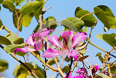 Blooming Hong Kong Orchid Tree Monrovia purple flowers Stock Photo