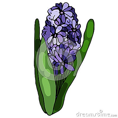 Blooming hyacinth on an isolated white background. The contour is drawn by hand. Jacinth for greeting cards, invitations, and more Vector Illustration