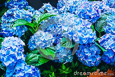 Blooming hydrangea blue flowers with green leaves. Beautiful romantic flowers for greetings cards, invitations, birthday, Stock Photo