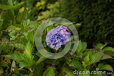 A blooming hydrangea in the garden Stock Photo