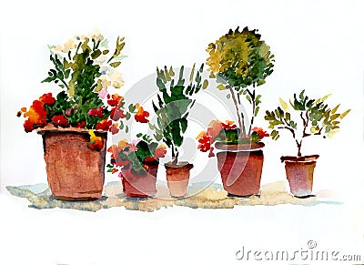 Blooming indoor flowers red and white in pots on a white background. Watercolor illustration Cartoon Illustration