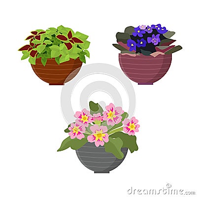 Blooming indoor plants in pots on a white background, isolate. Vector Cartoon Illustration