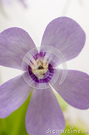 Blooming insectivorous Pinguicula tina in close-up Stock Photo