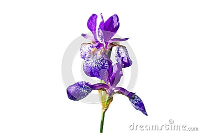 Blooming iris Stock Photo