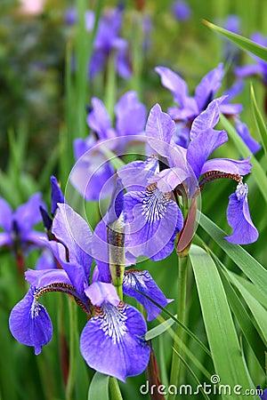 Blooming Iris Stock Photo