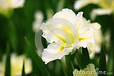 blooming Iris(Flag,Gladdon,Fleur-de-lis) flowers Stock Photo