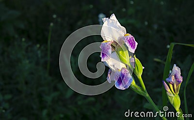 A blooming iris flower on a background of green plants in an outdoor Summer garden Stock Photo