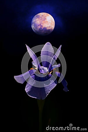 A blooming iris flower on a background of a night sky with a full moon. Stock Photo