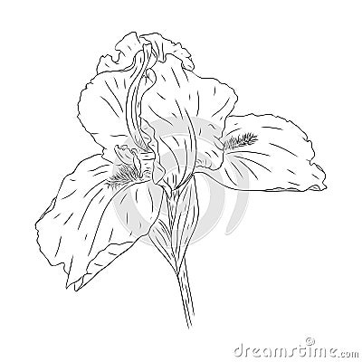 Blooming iris flower. Flower with texture in an outline style. Iris sketch for postcard design. Black and white Vector Illustration