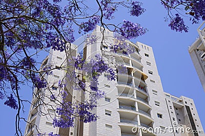 Blooming jacaranda near white high-rise building. Stock Photo