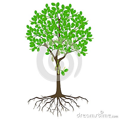 Blooming jackfruit tree with roots on a white background. Vector Illustration