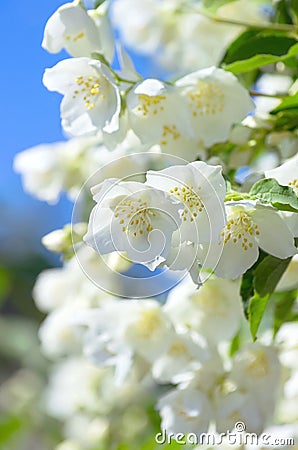 Blooming jasmine Stock Photo