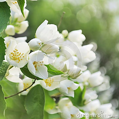 Blooming jasmine bush Stock Photo