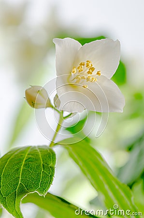 Blooming jasmine bush, close-up Stock Photo