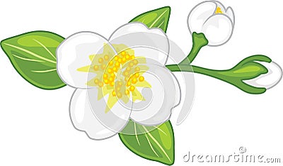 Blooming jasmine isolated on white Vector Illustration