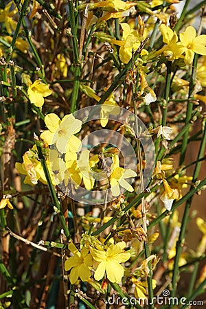 Blooming Jasminum nudiflorum bush in winter in the garden. Berlin, Germany Stock Photo