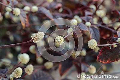 Blooming joyweed (Genus Alternanthera). Stock Photo