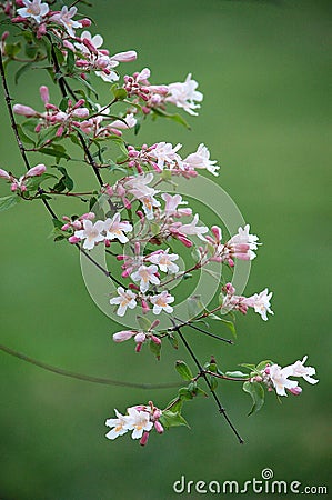 Blooming of Kolkwitzia amabilis Stock Photo