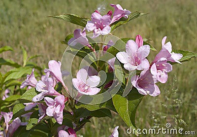 Blooming Kolkwitzia amabilis shrub Stock Photo