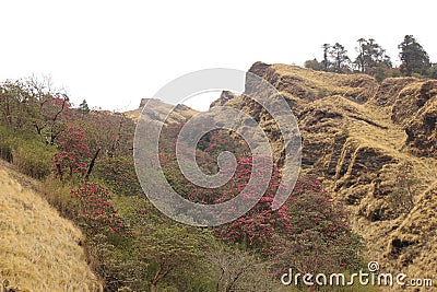 Blooming Laligurans, spring scene near Ghorepani Stock Photo