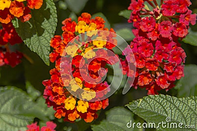 Blooming Lantana camara Portrait Stock Photo