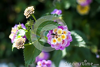 Blooming lantana in the garden Stock Photo