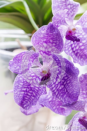 Blooming large violet orchid flower of the genus Vanda closeup in the garden Stock Photo