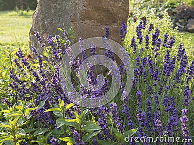 Blooming Lavandula angustifolia, Levander at flower bed with small heath butterflies. Purple lilac scented flowering Stock Photo