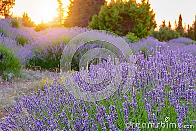 Blooming lavender field on Hvar island Stock Photo