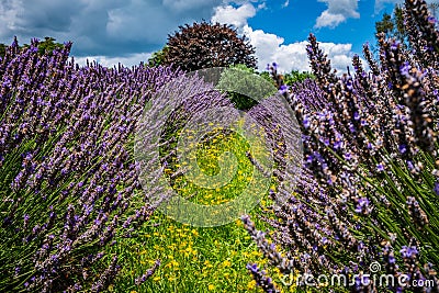Blooming lavender field under blue summer sky Stock Photo