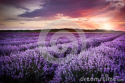 Blooming lavender field under the red colors of the summer sunset Stock Photo