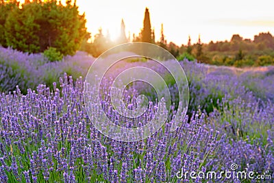 Blooming lavender on the island of Hvar Stock Photo