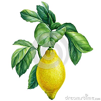 Blooming lemon branches on isolated white background, watercolor illustration, lemon fruit Cartoon Illustration