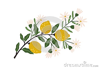 Blooming lemon tree branch with yellow citrus fruits, blossomed flowers and leaves. Plant with ripe fruitage. Modern Vector Illustration