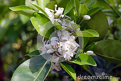 Blooming lemon tree (lat. - citrus limon) with fragrant white flowers Stock Photo