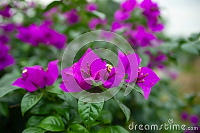 A blooming Lesser Bougainvillea flower Stock Photo