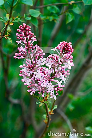 Blooming lilac Stock Photo