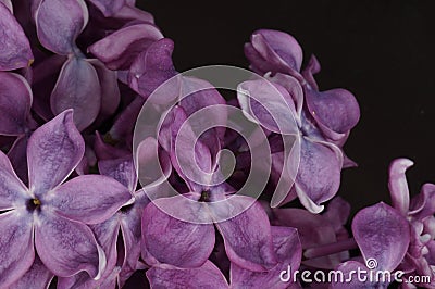 Blooming lilac. Stock Photo