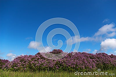 Blooming lilac bushes Stock Photo