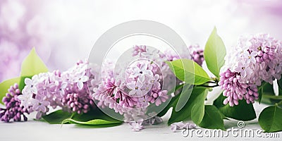 blooming lilac flower branch. banner Stock Photo