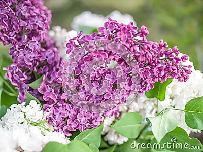 Blooming lilac flowers in the garden. Stock Photo