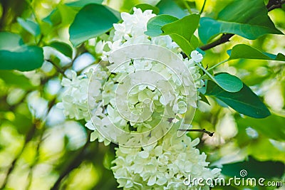 Blooming lilac in the garden Stock Photo